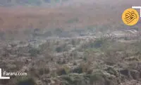 پرش حیرت‌انگیز یک گوزن هنگام فرار از دست ببر