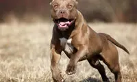 لحظه پاره شدن زنجیر سگ درشت هیکل و حمله به دو شهروند!