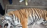 جزئیات خفگی ببر ۱۱ ساله در باغ وحش مشهد