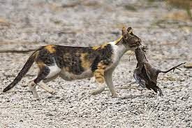 حمله گربه زبل به پرنده‌فروشی برای شکار قناری