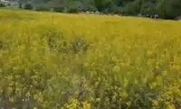 اینجا بهشت گردشگری ایران است 