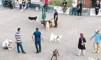 شغلی تازه که در بالاشهر تهران مُد شده است