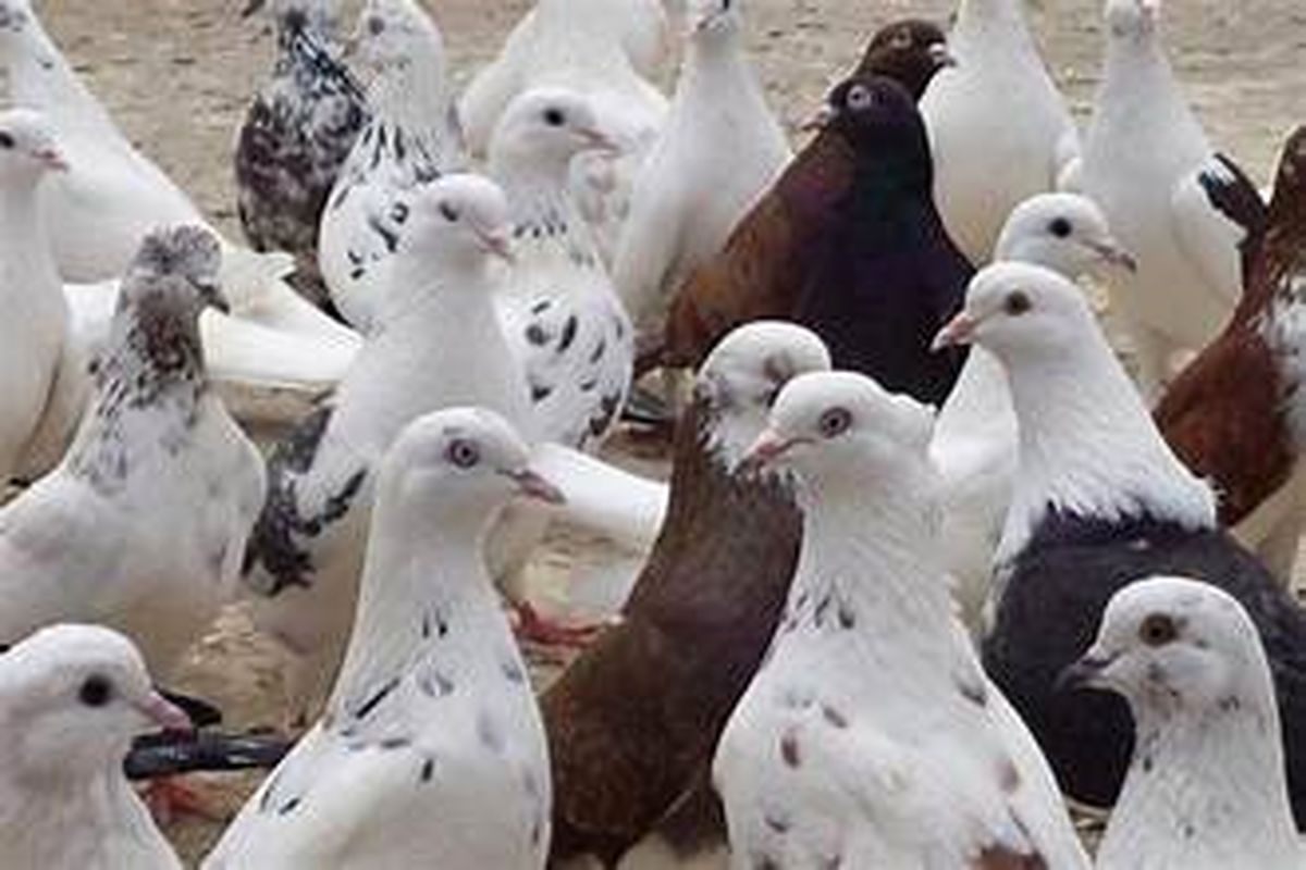 این کبوتر به‌دلیل چاقی دیگر نمی‌تواند پرواز کند!