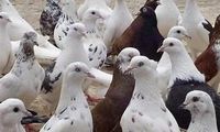 این کبوتر به‌دلیل چاقی دیگر نمی‌تواند پرواز کند!