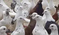 این کبوتر به‌دلیل چاقی دیگر نمی‌تواند پرواز کند!