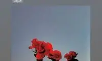 شاعرانه تازه گیلدخت، با چند گل قرمز در اینستاگرام