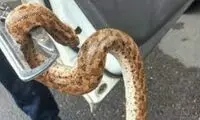 جا خوش‌کردن مار پشت پدال پراید
