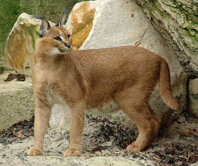 شناسایی گونه کمیاب گربه «کاراکال» در اصفهان 
