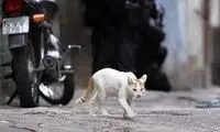یک گربه در لباس نوزاد قاچاقچی مواد مخدر شد!