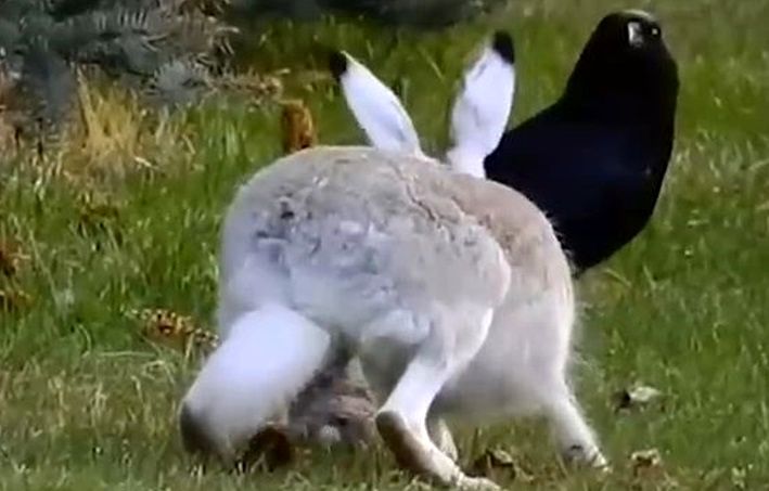 باورنکردنی اما واقعی؛ شکار خرگوش توسط کلاغ‌ها