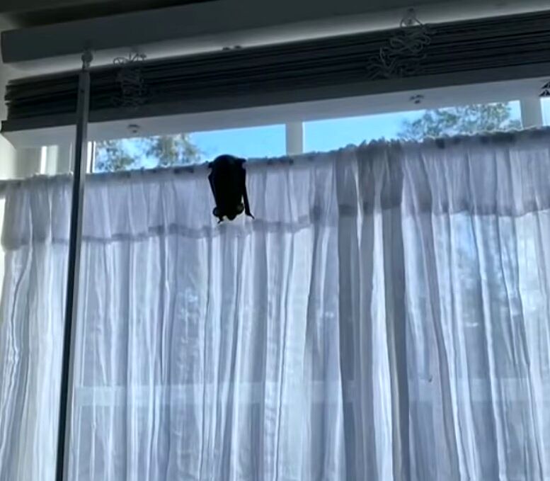 عکس ترسناک از حمله خفاش‌ها به یک خانه