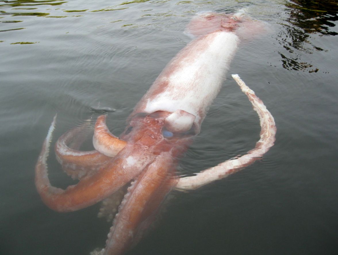 این ماهی‌مرکب غول پیکر آدم‌خوار است!