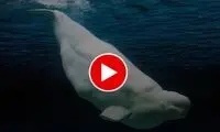 توپ بازی جالب یک قایقران با نهنگ غول پیکر!