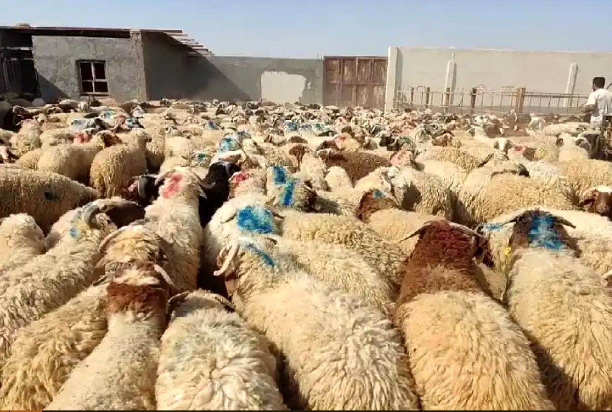   قیمت گوسفند زنده برای عید قربان اعلام شد 