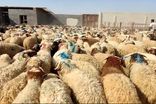 قیمت گوسفند زنده برای عید قربان اعلام شد
