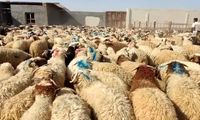 قیمت گوسفند زنده برای عید قربان اعلام شد