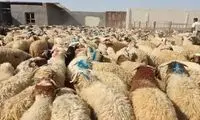 قیمت گوسفند زنده برای عید قربان اعلام شد