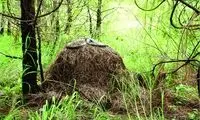 تنها ماری که برای تخم هایش لانه می‌سازد