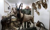 کشف محموله بزرگ حیوانات تاکسیدرمی در تهران