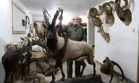 کشف محموله بزرگ حیوانات تاکسیدرمی در تهران