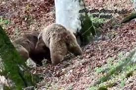 بازی خرس‌های قهوه‌ای در ارتفاعات مازندران