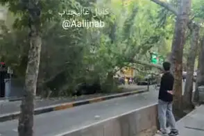 لحظه سقوط ناگهانی درخت در فرشته تهران