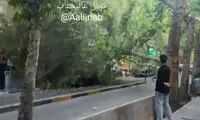 لحظه سقوط ناگهانی درخت در فرشته تهران