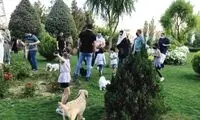 ورود سگ‌ها به بوستان‌های تهران ممنوع شد