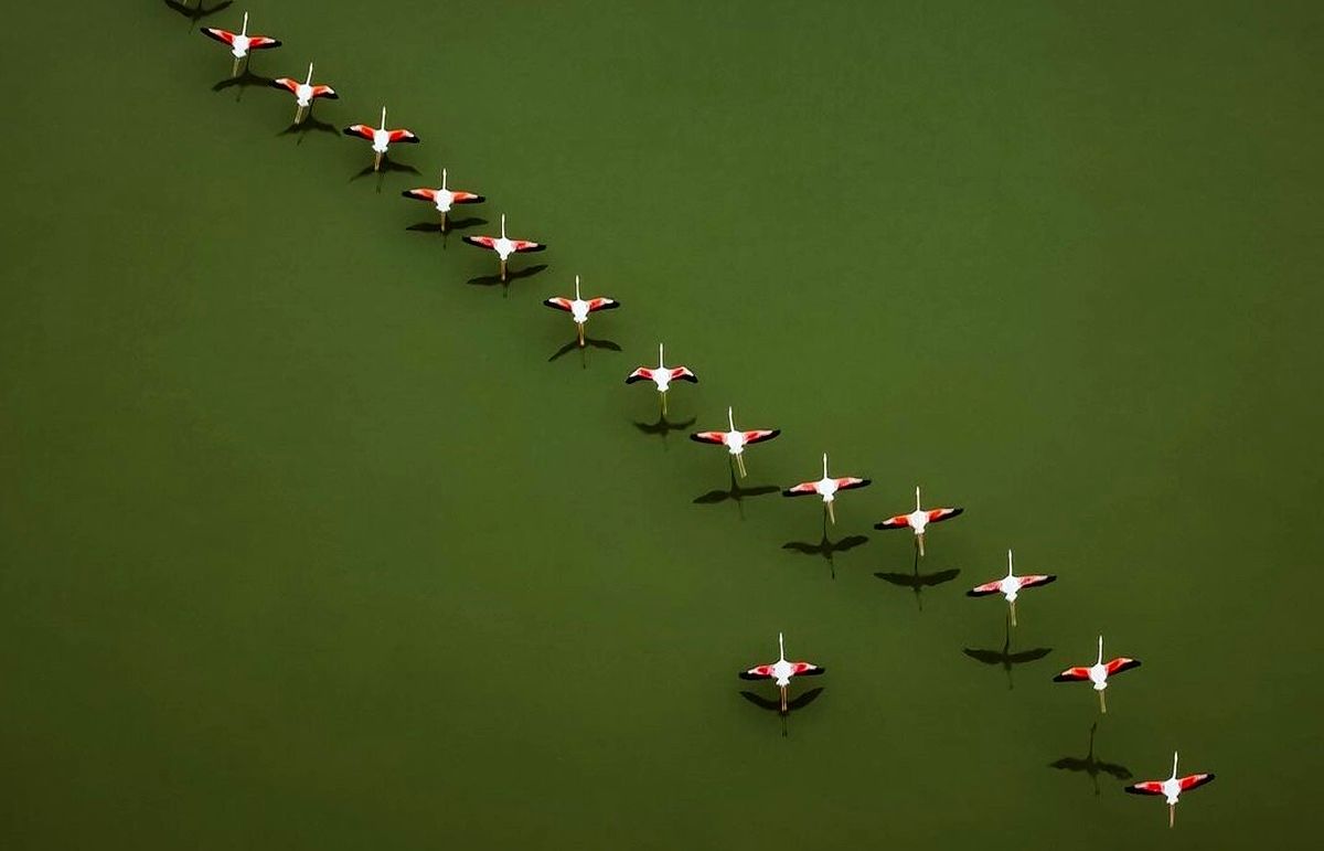 پرواز تماشایی فلامینگوها بر فراز تالاب میانکاله