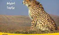 پیامی برای حفاظت از یوزپلنگ‌ها