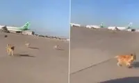 ویدیویی از لحظه تعقیب و گریز سگ‌های ولگرد با هواپیما!