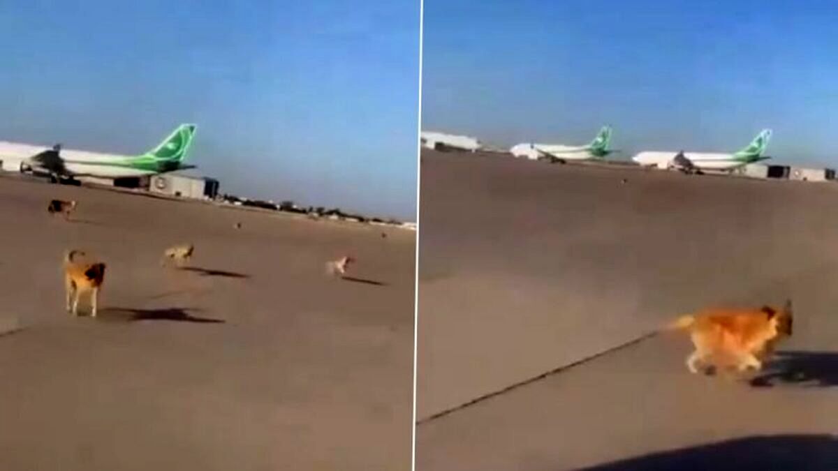 ویدیویی از لحظه تعقیب و گریز سگ‌های ولگرد با هواپیما!