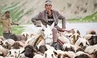 دعوای دکترها و مهندس‌ها بر سر شغل چوپانی!