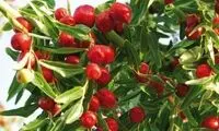 عناب برای چی خوبه؟