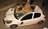تصادف شدید پژو ۲۰۷ با گله شتر در بندرعباس