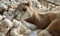 هوش مصنوعی به معروف‌ترین ضرب‌المثل‌های ایرانی جان داد