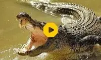 لحظه پراسترس شوخی با یک کروکودیل!