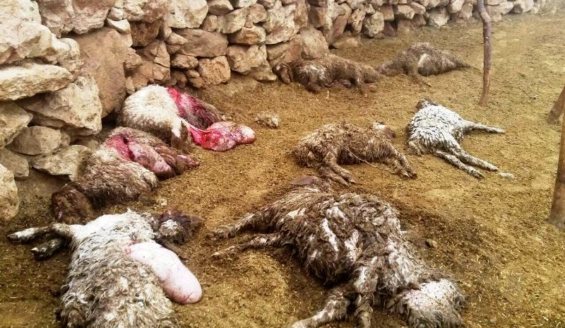 یک گرگ، ۴۲ گوسفند را در این نقطه ایران درید