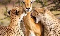 دفاع جانانه آنتلوپ شجاع از بچه‌اش مقابل دو یوزپلنگ
