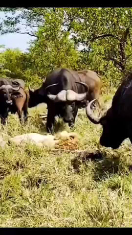 لحظات ترسناک حمله مرگبار چند بوفالو به یک شیر