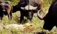 لحظات ترسناک حمله مرگبار چند بوفالو به یک شیر
