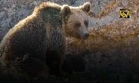 کوهنوردان خرس سبلان را از طبیعت حذف کردند