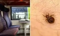 ازدیاد یک حشره موذی به بحران ملی منجر شد