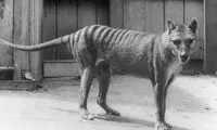 محتویات عجیب مغز «ببرتاسمانی» منقرض شده!