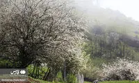 قاب‌هایی جذاب از طبیعت بهاری کوهستان چالوس