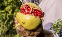 ترفندهای خرید و نگهداری انار تازه