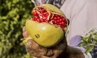ترفندهای خرید و نگهداری انار تازه