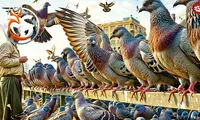 پرورش میلیون‌ها کبوتر برای تهیه گوشت در مزارع 