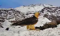 عکس دردناکی که امروز از همای سعادت منتشر شد