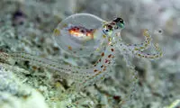 ادعای تازه دانشمندان درباره اجداد هشت‌پا و انسان‌!